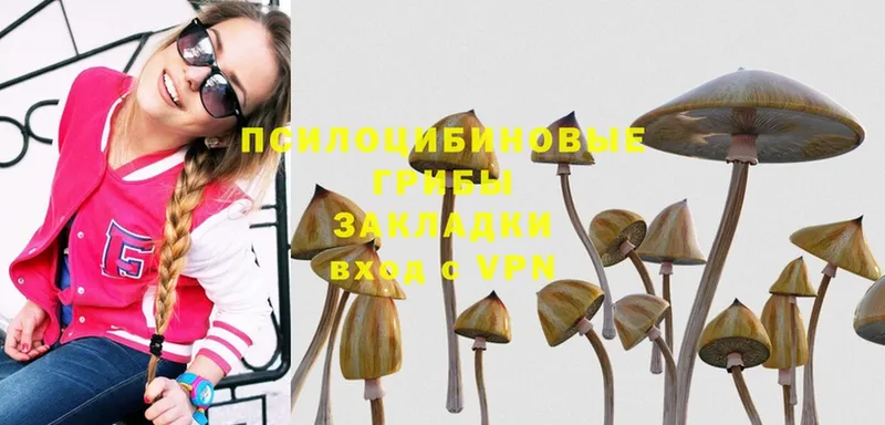 Галлюциногенные грибы Psilocybe  Железногорск-Илимский 